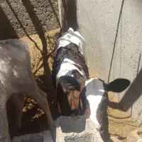 گوساله ماده
