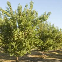 فروش باغ ۱۶۰۰ متری