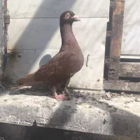 پشت بسته و سرخ پلاکی