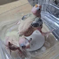 جوجه عروس سرلاکی