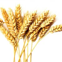 کارگر جهت کار در خشکبار (تخلیه گندم)