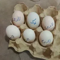 تخم لاری