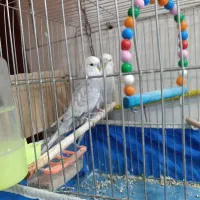 فروش مرغ عشق انگلیسی و عروس هلندی