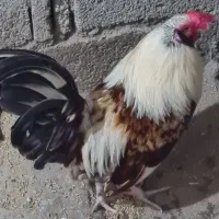 جوجه گوشتی