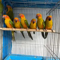 کاسکو خورشیدی لوری ملنگو کاکادو طوطی