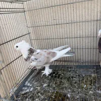 کفتر هما سرور