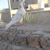 کبوتر کله ای