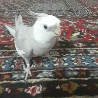 عروس هلندی