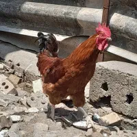 خروس