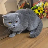 گربه اسکاتیش