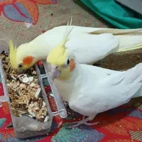 عروس هلندی مرغ عشق فنج