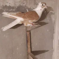 کفتر ساده زرد افشون کاکلی نر