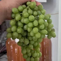 آبغوره تازه بار