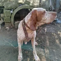 سگ شکاری پوینتر نر