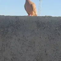 کبوتر زیل زرد