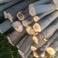 برش وخرید فروش انواع چوب درخت باغی