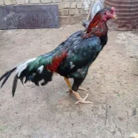تخم مرغ لاری اصیل