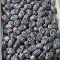فروش خرماکلوته