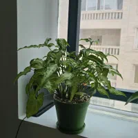 فروش گل و گیاه