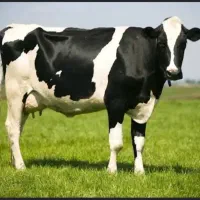 شیر محلی تازه  تحویل درب منزل  از تولیدب مصرف