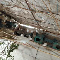 فروش کبوتر