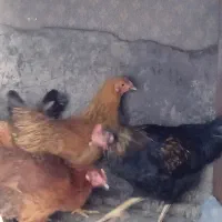 مرغ و خروس لاری