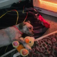 واگذاری شیتزو تریر