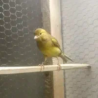 معاوضه ماده قناری آماده
