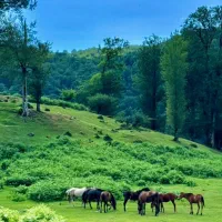 باغ-هزارمتری-دالین-هماشهرسربست