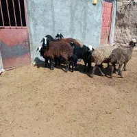 میش بره دار