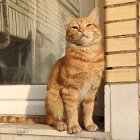 گربه طلایی قهوه ای گمشده در قائمیه