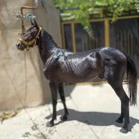 کره نریان کرد قره کهر