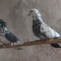 سایر|پرنده|میبد, |دیوار