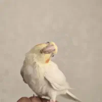 خرید جمله عروس عروس هلندی