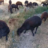 قوچ افشار