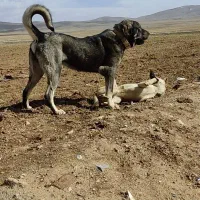 سگ پژدر