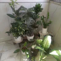 گلهای تازه با خاک محلات