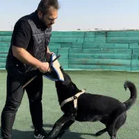 آموزش و تربیت تخصصی سگ