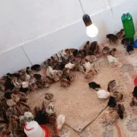 جوجه کاکولی و گردن لخت سلطان