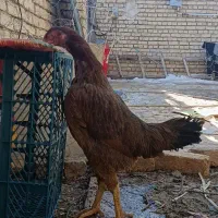مرغ لاری جوان