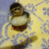 جوجه اردک اسراعیلی
