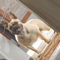 سگ فرنچ بولداگ ماده