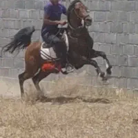 سیلمی میدون رو کرد
