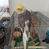عروس هلندی نر
