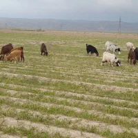 بز زاییده