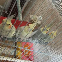 پرنده عروس هلندی
