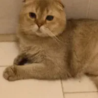 گربه اسکاتیش نر