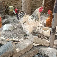 خروس برهما