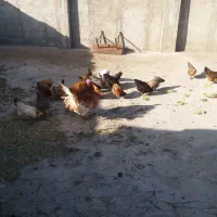 مرغ و خروس