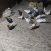 کفتر تهرانی ورنگی
